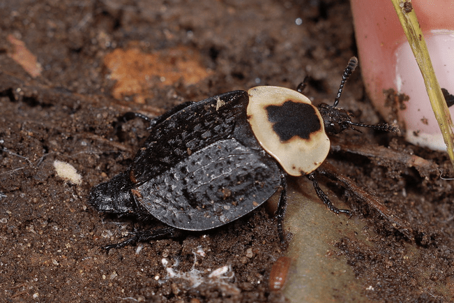 The name says it all -- these beetles love to find a dead mouse or bird and use it as a food source