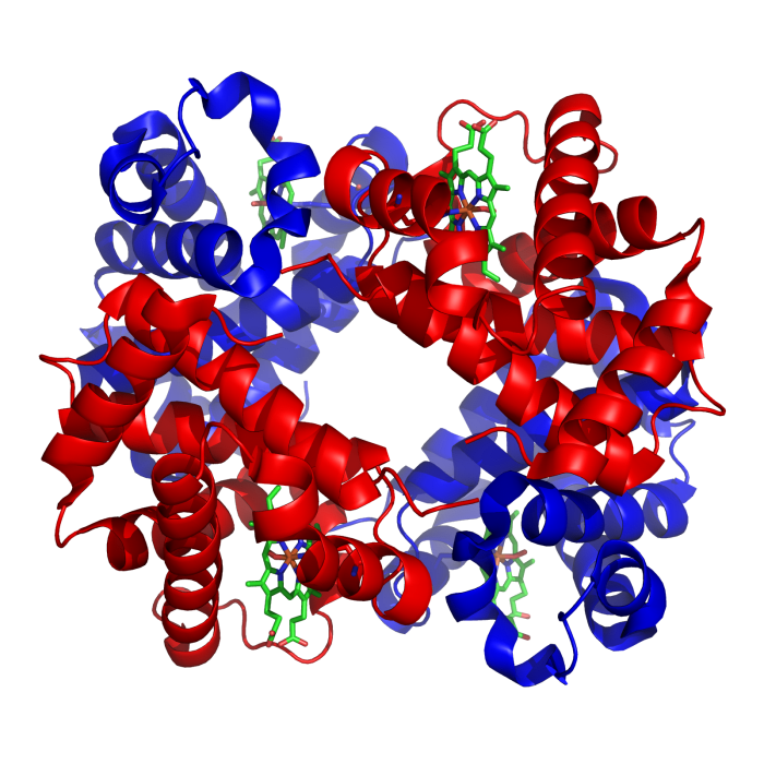 Illustration of a hemoglobin molecule