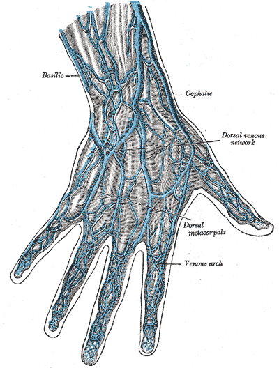 Veins on the back of the hand show up more clearly as we age due to tissue loss and other changes. Veins are usually colored blue in illustrations.