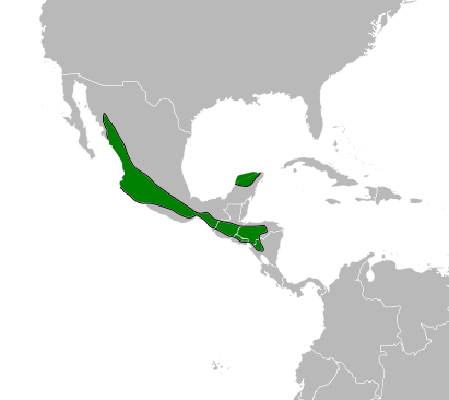 Lesser Roadrunner Territory