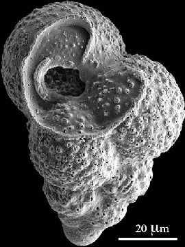 Guembelitria cretacea from Late Cretaceous Texas. A micrometer (the unit used above) measures one thousandth of a millimeter and one millionth of a meter.