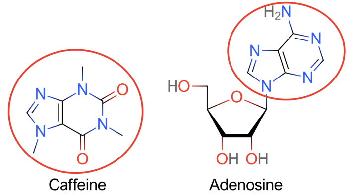 how-does-caffeine-work-owlcation