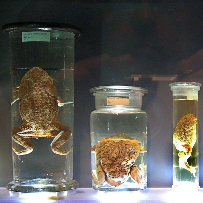 Formaldehyde is a key ingredient in formalin, a solution used by biologists and specimen collectors to preserve animal tissue.