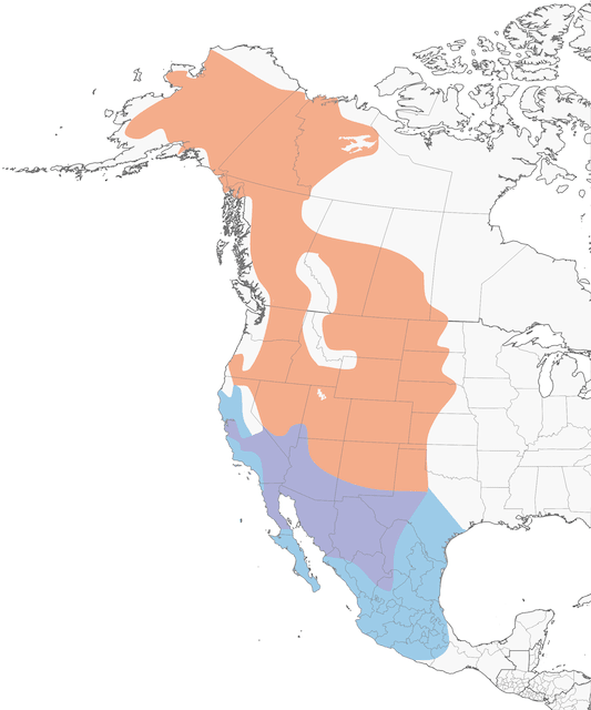 The bottom area in blue shows the non-breeding area for the Say's Phoebe. The purple shows where they be found year-round. The peach-colored area shows where they can be found during breeding season.