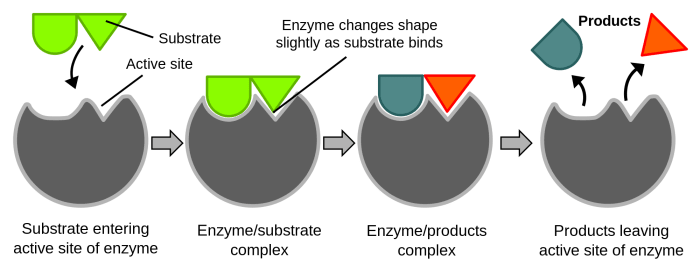The substrates (reactants) join to the active site of an enzyme, enabling a chemical reaction to happen. The products that are made leave the enzyme.