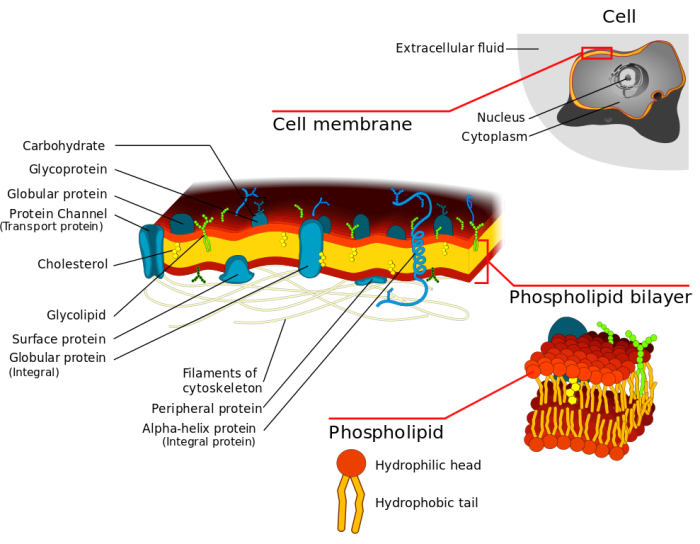 Structure of the cell membrane
