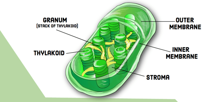 Compare and Contrast: Chloroplasts and Mitochondria - Owlcation