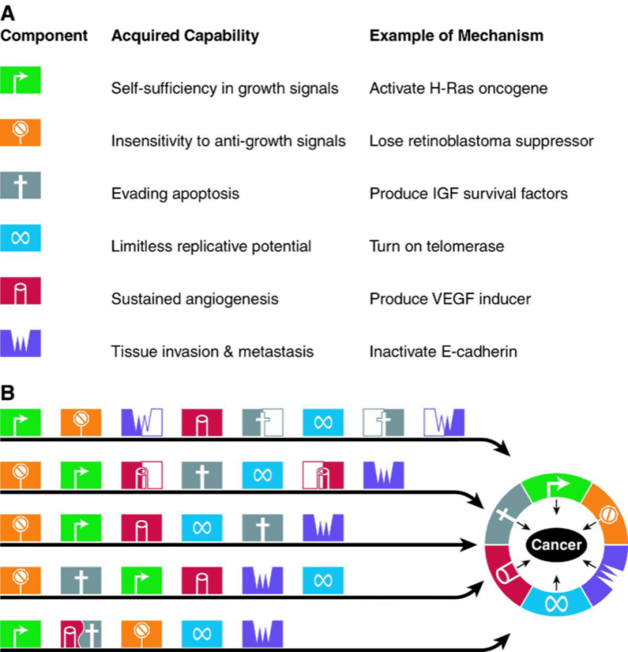 It is suggested that all the types of cancer have acquired the same set of functional capabilities during their development, albeit through different pathways