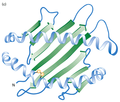 The secondary structures have now folded to occupy a specific 3D space - this is tertiary structure and is vital to the function of the protein.