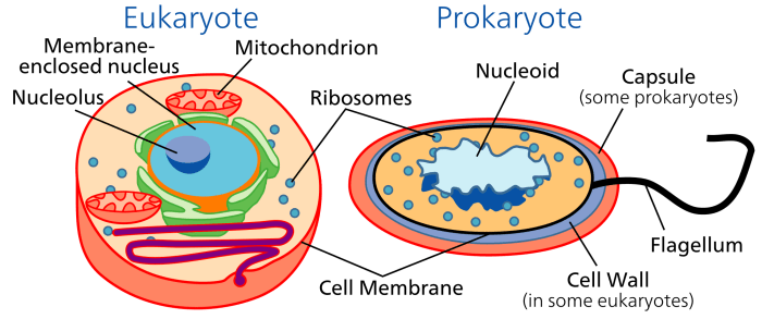 Prokaryotic cells are much older than Eukaryotes. Prokaryotes lack any membrane-bound organelles; that means no nucleus, no mitochondria or chloroplasts. Prokaryotes often have a slimy capsule and flagella for movement.