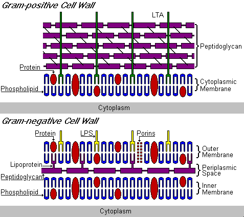 Bacterial cell walls are categorised according to whether they take up Gram Stain. Therefore they are named Gram positive and Gram Negative