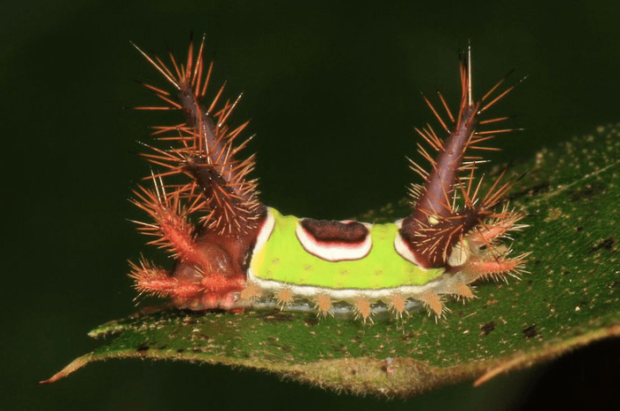 CAUTION! This caterpillar stings.