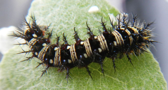 The American Painted Lady caterpillar