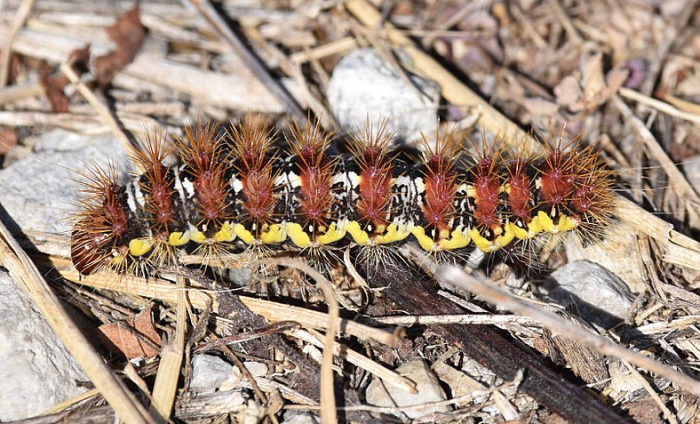 The smeared dagger moth caterpillar
