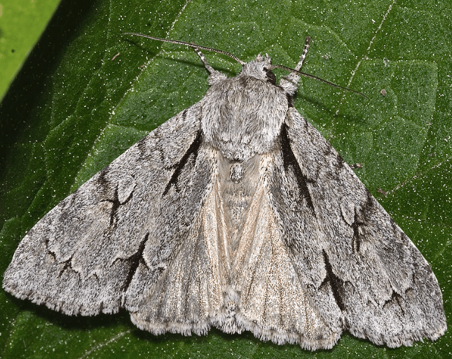 This is a typical dagger moth, similar to the smeared dagger moth.