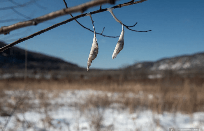 Promethea Moth Cocoons on Wild Cherry