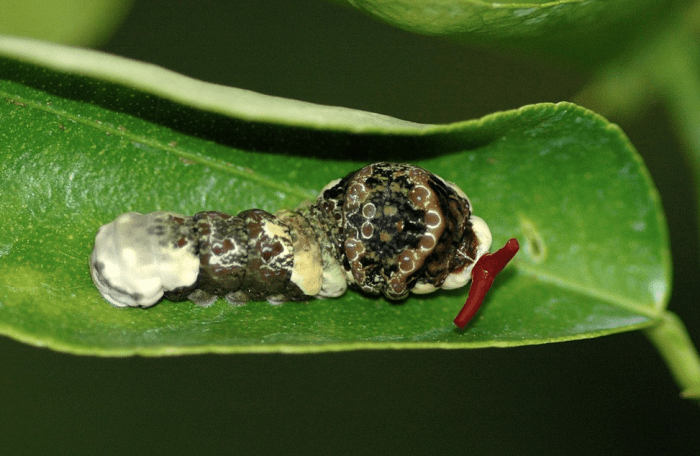 Giant swallowtail caterpillar