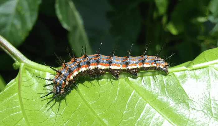 The caterpillar of the gulf fritillary