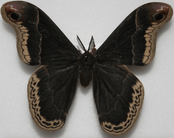 Adult Male Promethea Moth