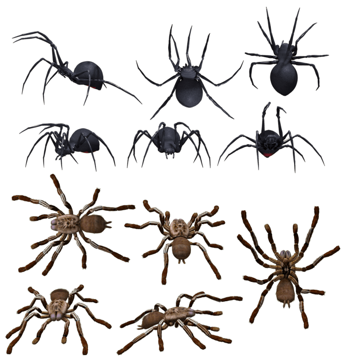The widow (top) and the recluse (bottom) types of spiders are the only North American arachnids that pose any kind of threat to humans.