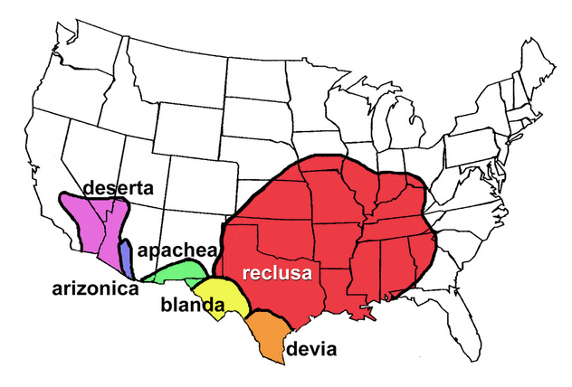 Map Showing the Range of Different Types of Recluse Spider Species in the US: Reclusa, Deserta, Apachea, Etc.