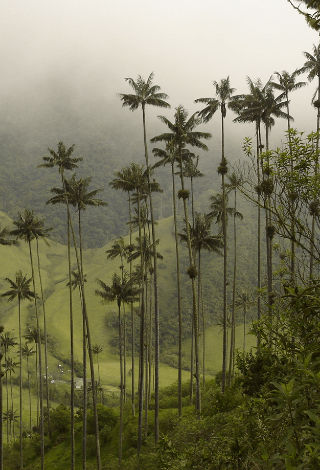 Die höchste Palme, die Wachspalme.