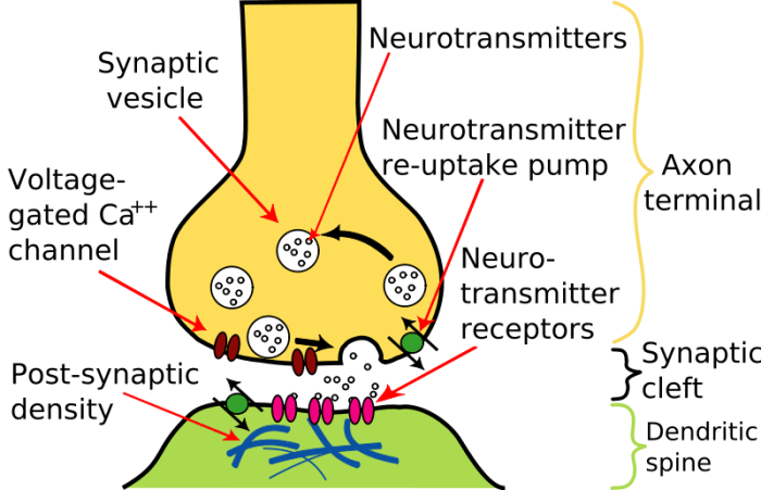 This is a synapse. Neurotransmitter molecules are being released from vesicles in the first neuron and traveling to receptors on the membrane of the second neuron.