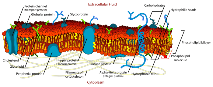 Structure of a cell membrane; integrins are a type of integral protein and are involved in the unfolding and action of cellular fibronectin