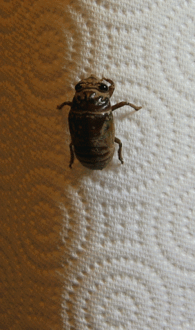 interesting-facts-about-cicadas