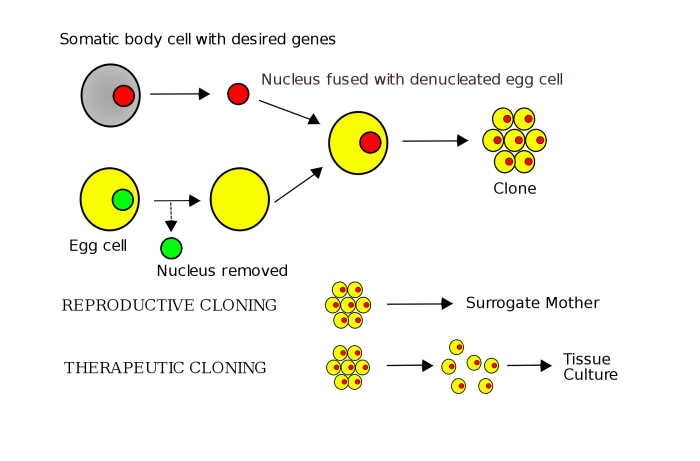 Somatic cell nuclear transfer