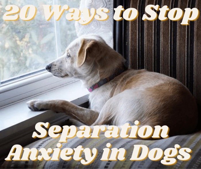 how-do-you-stop-separation-anxiety-in-dogs