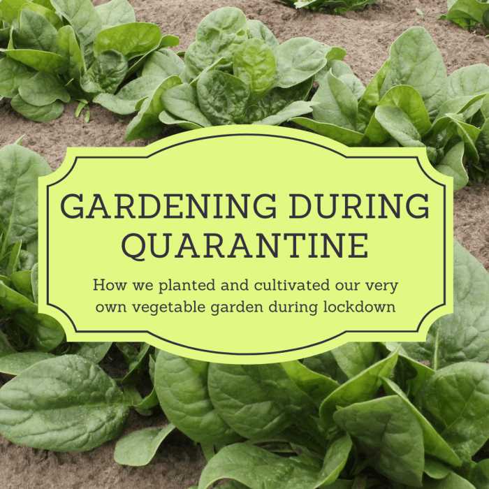 This article will share our family's process of starting a vegetable garden during the COVID-19 global pandemic.