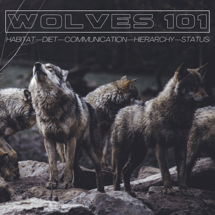 Wolves 101: Habitat, Diet, Communication, and Conservation - Owlcation