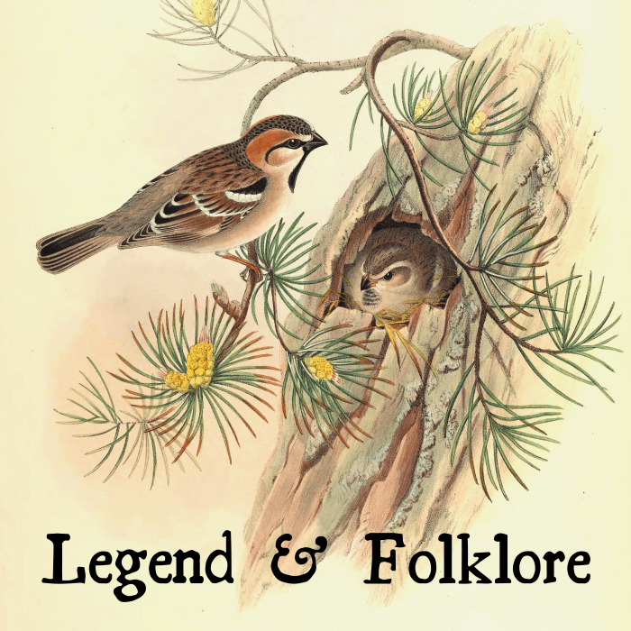 The Meaning of Sparrows Symbolism and Identification Owlcation