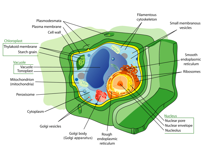 A plant cell has a wall made of cellulose and chloroplasts that perform photosynthesis.(The true extent or number of some of the organelles isn't shown in the illustration.)