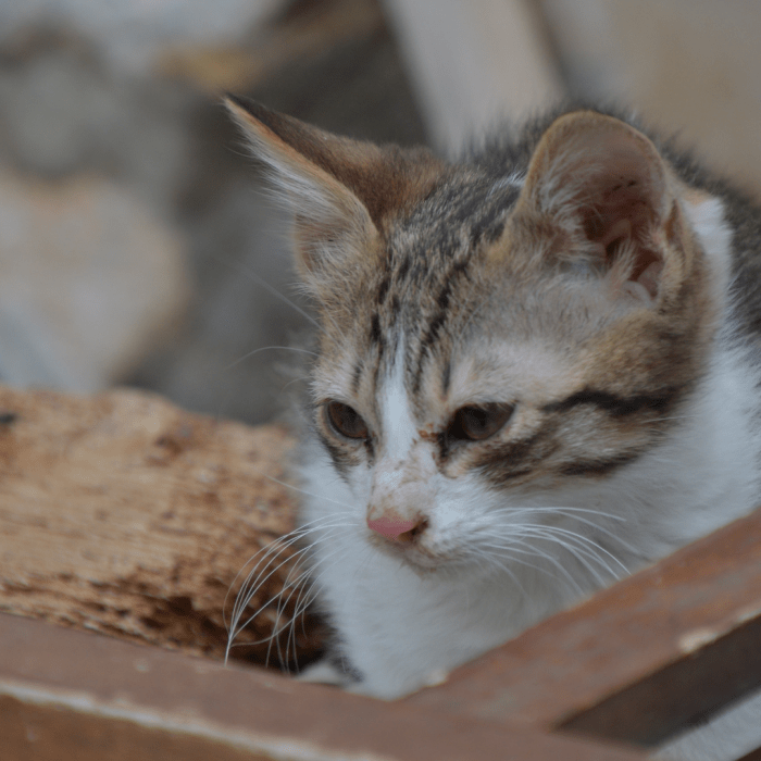 How to Help Treat a Stray Cat's Wound PetHelpful By fellow animal