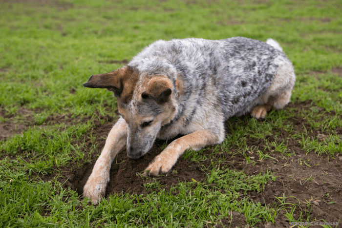 Digging is a good way to spend the time for a bored dog.