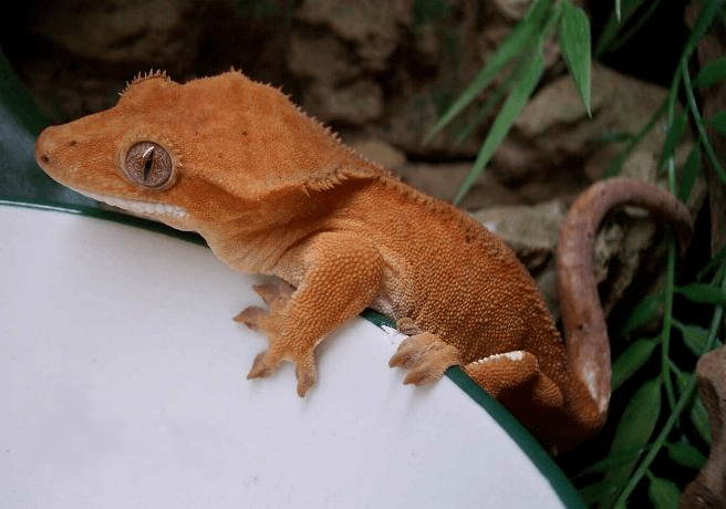 Orange fase crested gecko