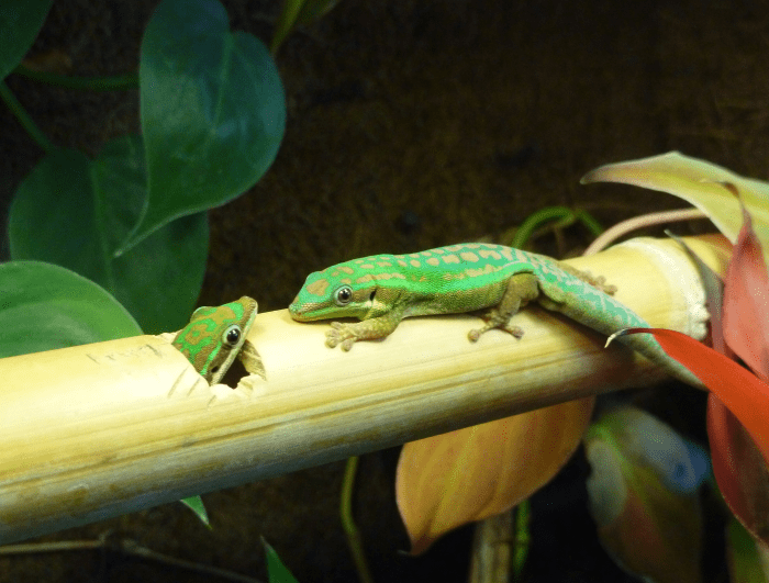 Pair of P. cepediana day geckos