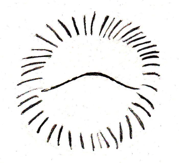Balled Hedgehog: What you can see of an alarmed hedgehog (that line in the middle is what the face, belly, and feet disappeared into)
