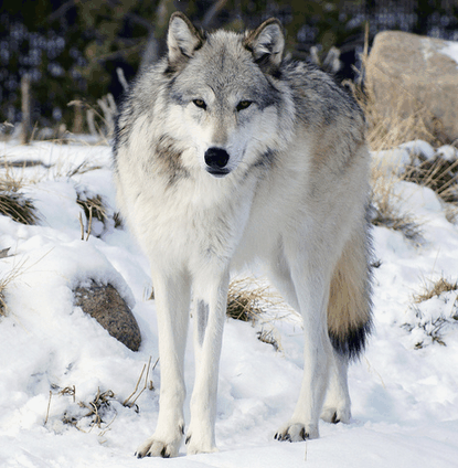 os lobos são pais exemplares. 