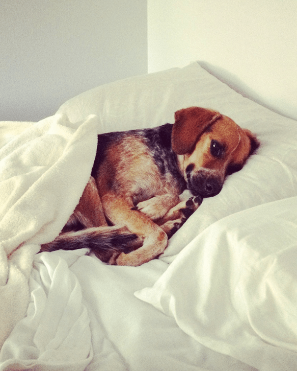 All About Dog Vomit Why Is My Dog Throwing Up? PetHelpful By