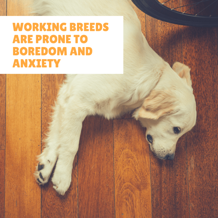 The Labrador Retriever, one of the most popular breeds in the world, is prone to boredom if kept indoors.
