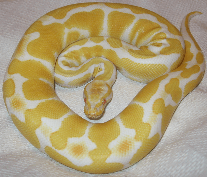 albino ball python