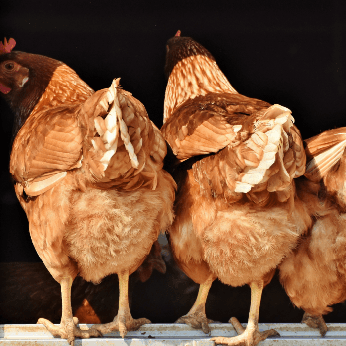 Reintrodurre il pollo lentamente.