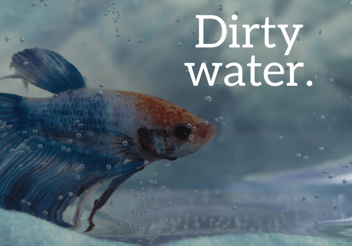 Poor water conditions is one of the main reasons why a betta fish dies.