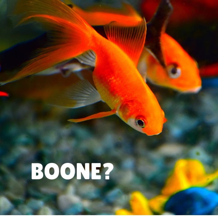 500+ Great Name Ideas For Pet Fish - Pethelpful - By Fellow Animal 