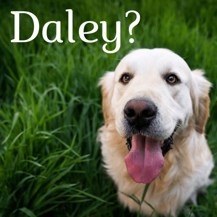 200-lucky-irish-dog-names-and-meanings-pethelpful