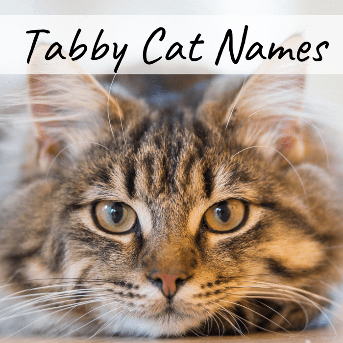 400+ Cat Names: Ideas for Male and Female Cats - PetHelpful - By fellow ...