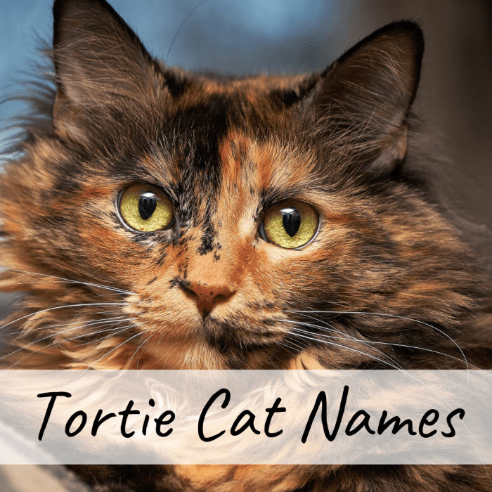 400+ Cat Names: Ideas for Male and Female Cats - PetHelpful - By fellow ...